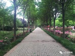 誉称小桂林,初夏季节,洛阳隋唐植物园风景如画 