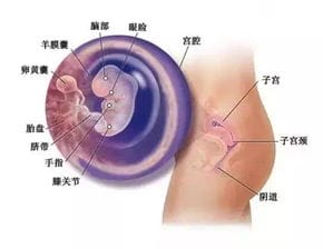 0 40各孕周胎儿所需营养和发育重点,干货收藏 