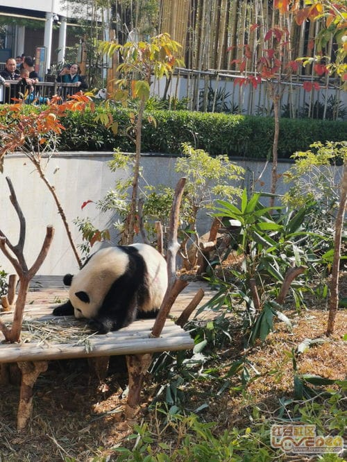 南宁动物园到底有没有熊猫 