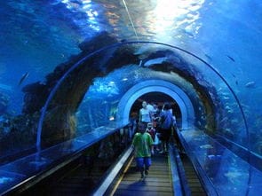 北京海洋馆哪里有海底隧道的,哪个海洋馆更好玩 