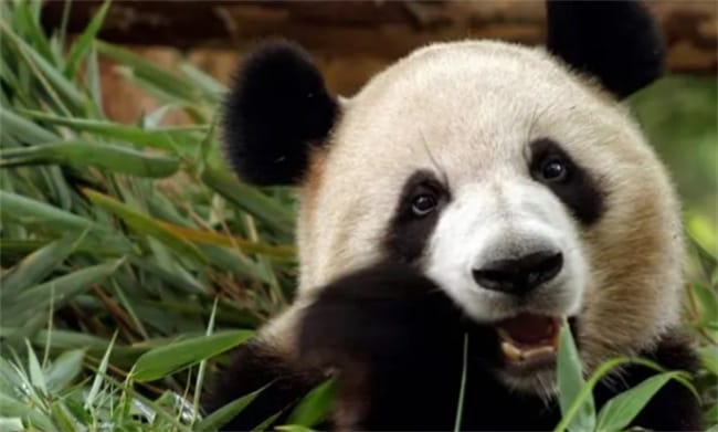 ​第一次见脸这么圆的大熊猫 是竹子营养太丰富了吗