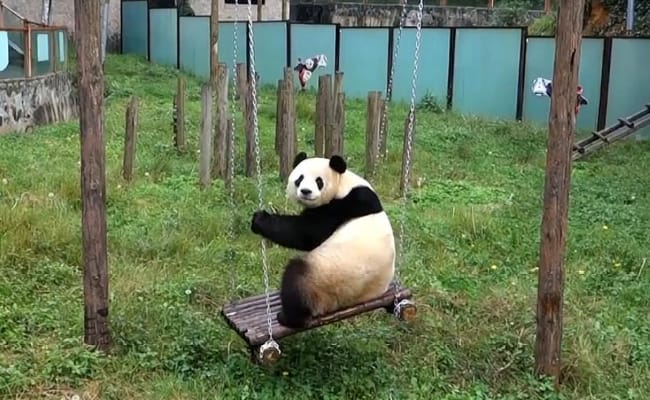 大熊猫雅一把秋千坐断了 是因为它太重了吗