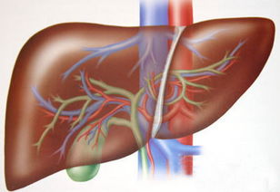 如何做好肝脏保养？