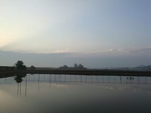 我的家乡 闽江河口湿地公园