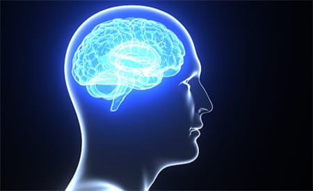 研究发现大脑形状居然会影响工作方式？