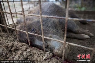 日本猎杀变异野猪 变异野猪长的什么样子的 
