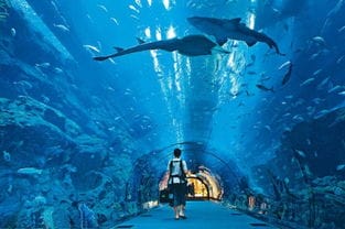去长沙海底世界看人鱼表演 与海豚互动,我请客
