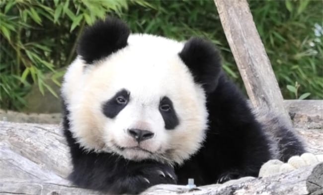 ​大熊猫“圆梦”即将回家了吗