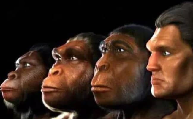 人类的进化过程可以分为几个阶段 分别是哪些