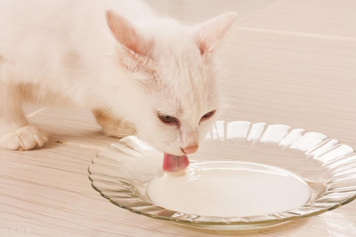 猫能不能喝牛奶（猫能不能喝牛奶为什么）