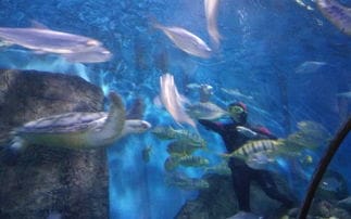 南京水族馆是南京海底世界(南京海底世界和上海水族馆哪个好玩)