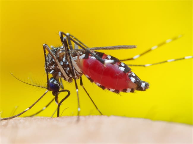 被蚊子咬到正确的处理方式有哪些？