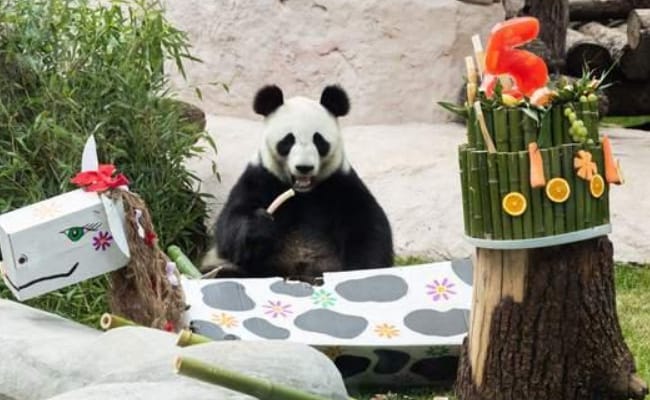 ​两只旅俄大熊猫体重和人气齐升的原因有哪些