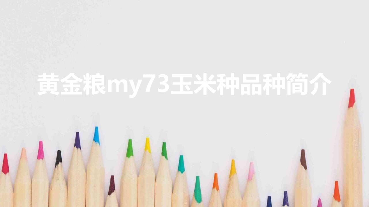 黄金粮my73玉米种品种简介（抗病抗倒my73产量表现）