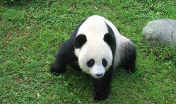 大熊猫洗澡两个半人摁半个人洗 所有大熊猫都是如此不听话吗