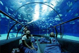 7岁 儿童独立夜宿 来上海海洋馆,与水族们一起度过奇妙的夜晚