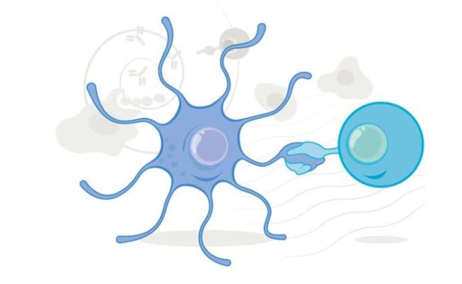 科学家揭示食物抗原诱导免疫耐受的机制 免疫耐受的概念