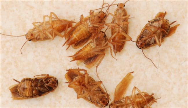 为什么家里有蟑螂幼虫 为什么家里有蟑螂