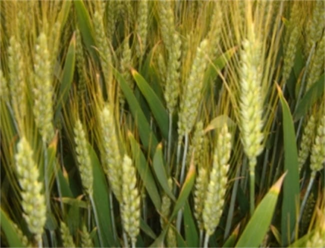 小麦和玉米哪个属于有芒物 芒种还有哪些农作物？