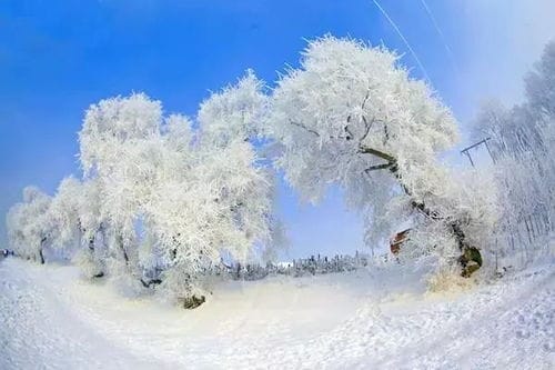 山东雪乡在哪里(山东哪里有雪)