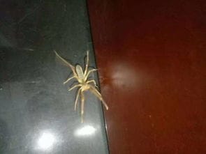 请问这种黄色的,身体较长,腿也较长的蜘蛛是什么蜘蛛啊 有毒吗 