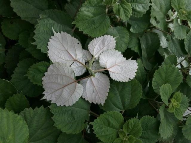 做青团的野菜叫什么（做青团除了艾叶还可以用什么野菜）