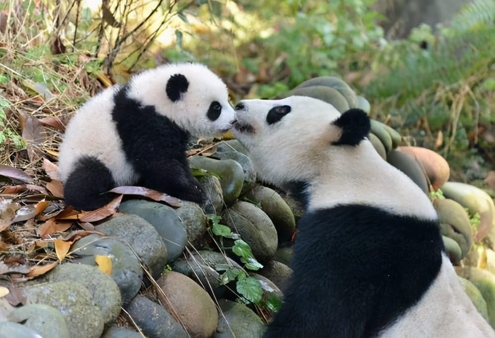 熊猫怀孕几个月生产（大熊猫想要繁衍后代到底有多难）