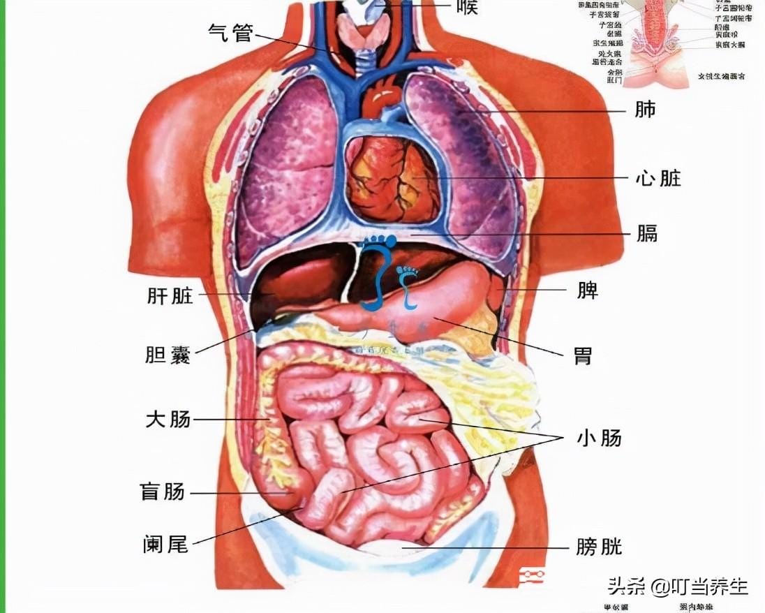 人体五脏六腑位置（人体内脏器官分布）
