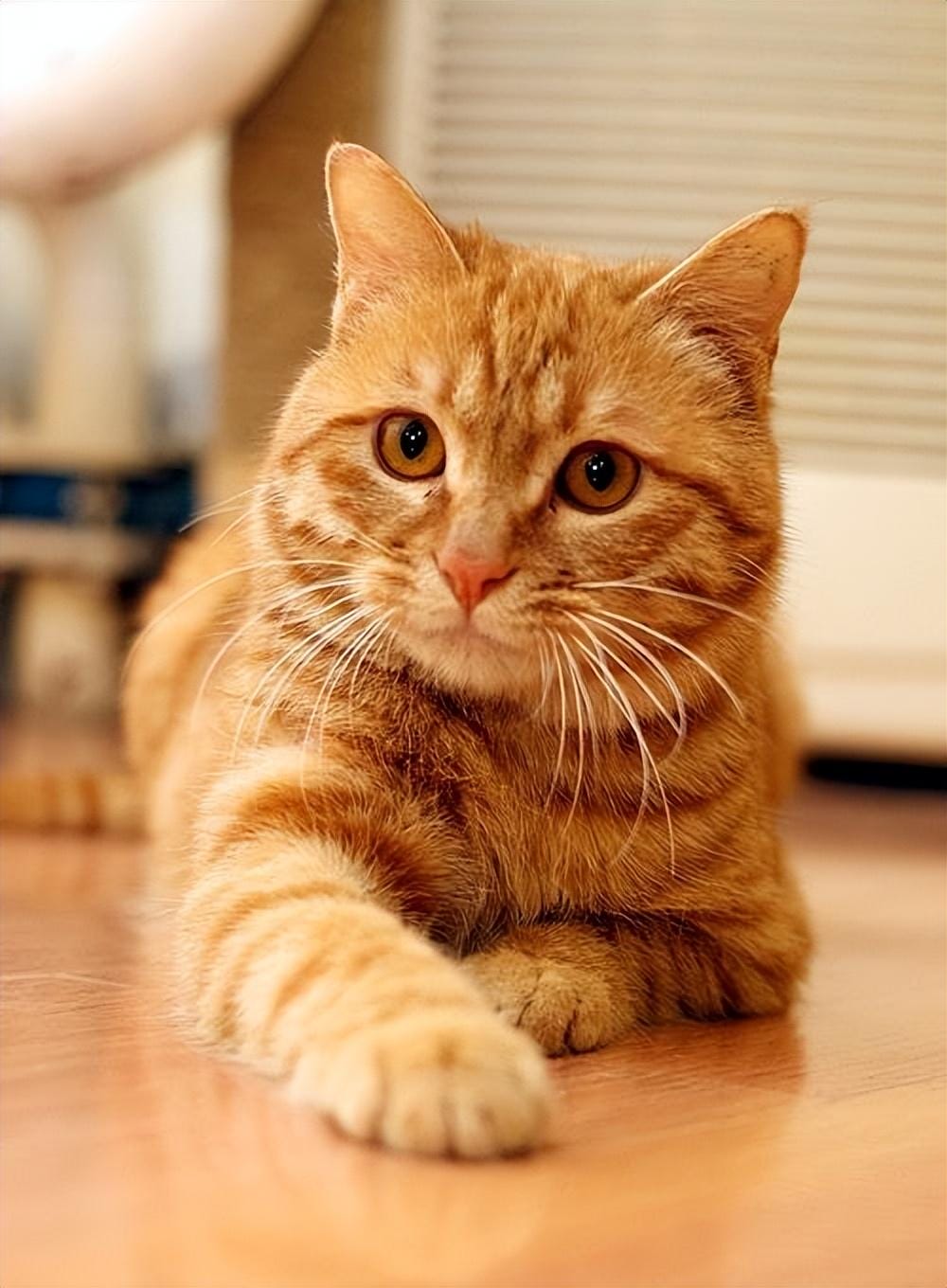 橘猫是什么品种（真的只是中华田园猫吗？）