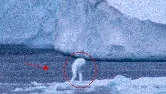 南极海怪宁恩是真的吗（日本人造的宁恩真的存在吗）