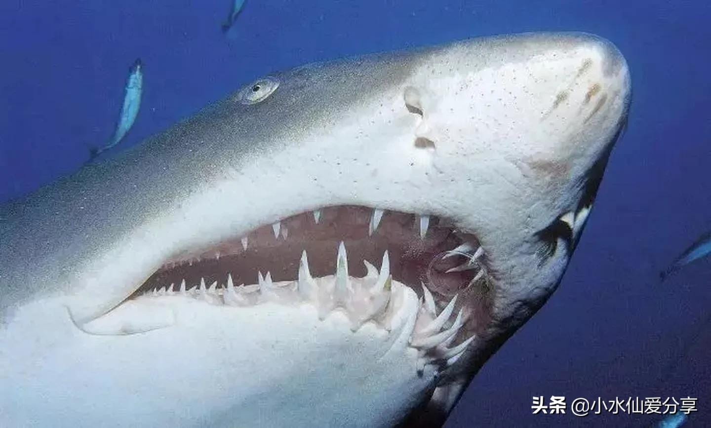 鲨鱼一生换多少颗牙齿图片（鲨鱼一生要换3万颗牙齿）