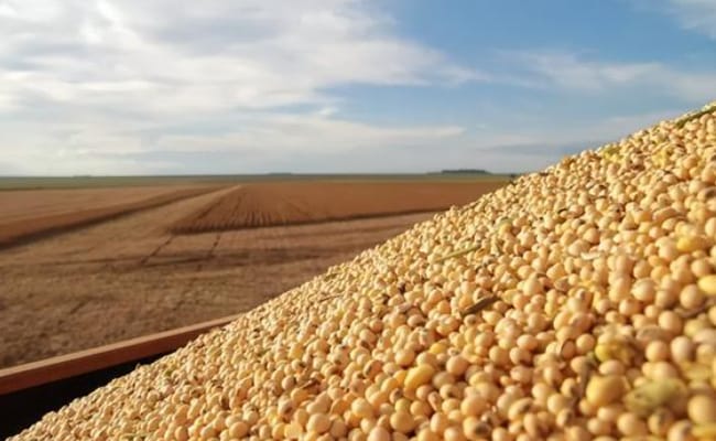 大豆进口为何大幅增长 会不会对国内市场造成冲击
