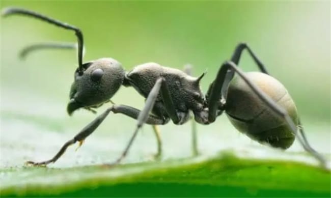 ​蚂蚁的天敌是什么动物 蚂蚁的天敌有谁