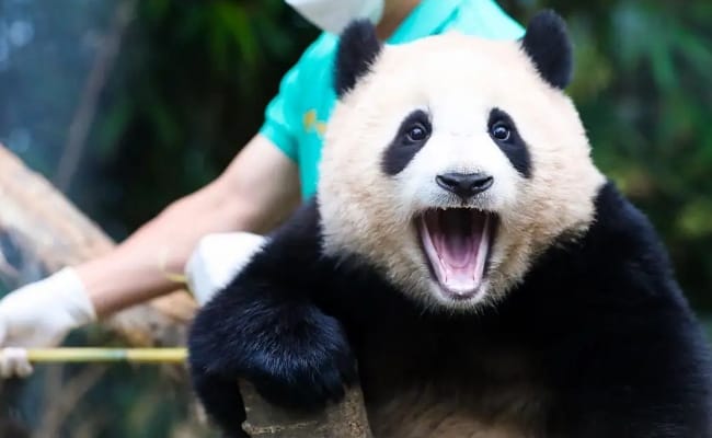 大熊猫福宝过几岁生日