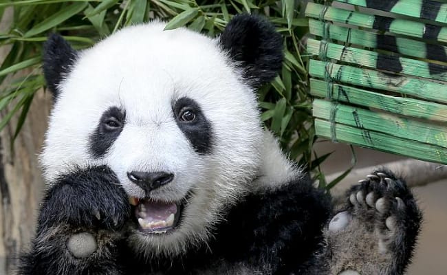 ​大熊猫谊谊秒变表情包 对人们有哪些启示