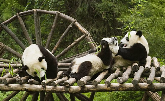 成都大运会熊猫代表团出动 为什么大熊猫这么受欢迎