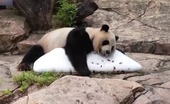 这熊猫就是传说中的冰墩墩吧