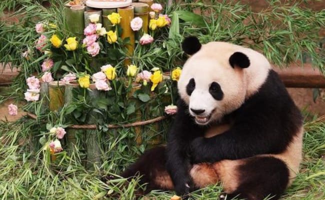 大熊猫福宝“熊设崩塌”了吗