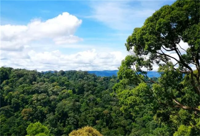​热带雨林的作用 保护热带雨林的好处