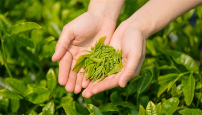绿茶有减肥作用吗 绿茶有什么好处