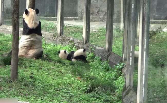 大熊猫也是妈妈的跟屁虫吗