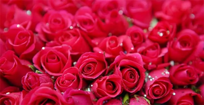 ​19朵玫瑰花的花语是什么 19支玫瑰花寓意是什么意思