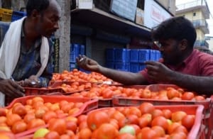 印度西红柿危机 隐藏哪些农业大问题