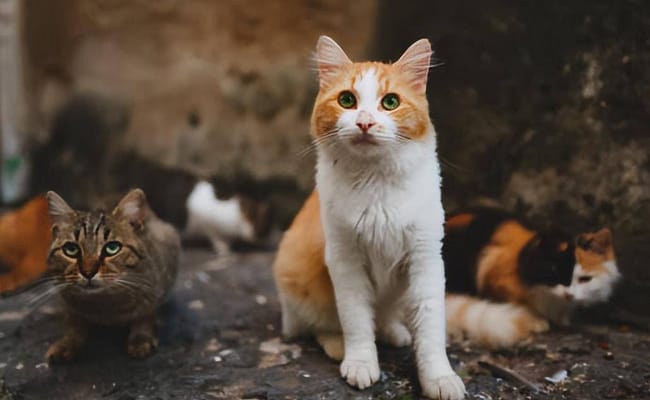 猫冠状病毒杀死塞浦路斯30万只猫 什么是猫冠状病毒