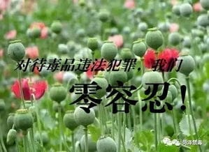 警方严厉打击非法种植罂粟犯罪,种植一棵罂粟也是违法