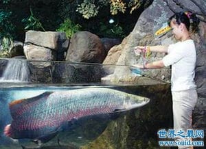 世界上最大的巨型哲罗鲑 体积达到超乎人们的想象 3 