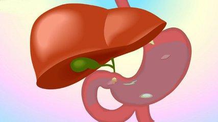 恢复肝脏活力：健康肝脏的关键育经於密