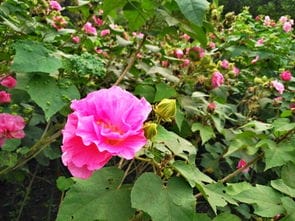 国庆出游赏花何处寻 成都植物园市花 芙蓉 盛开正当时 