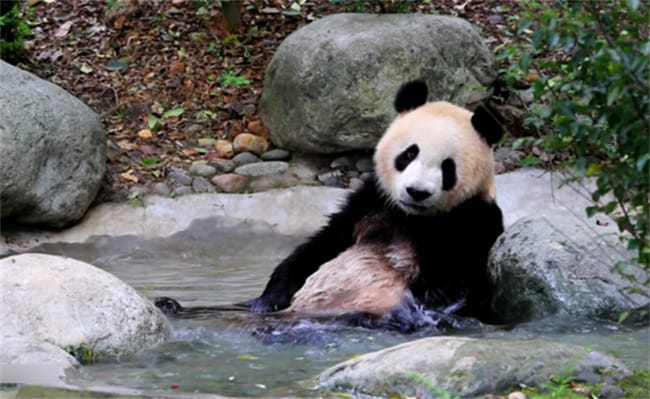大熊猫户外“泡澡”降温 带来了哪些启示