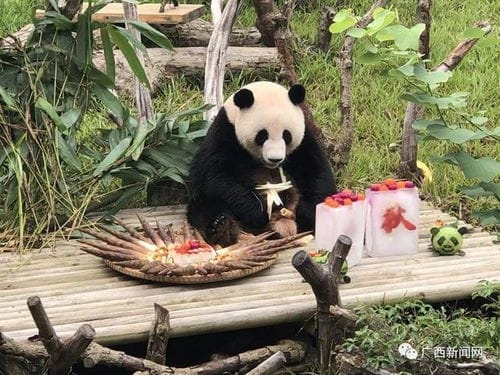 大熊猫也吃上 月饼 南宁动物园首次展示动物丰容制作过程